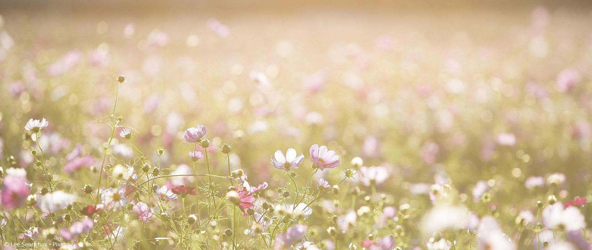 Blumenwiese